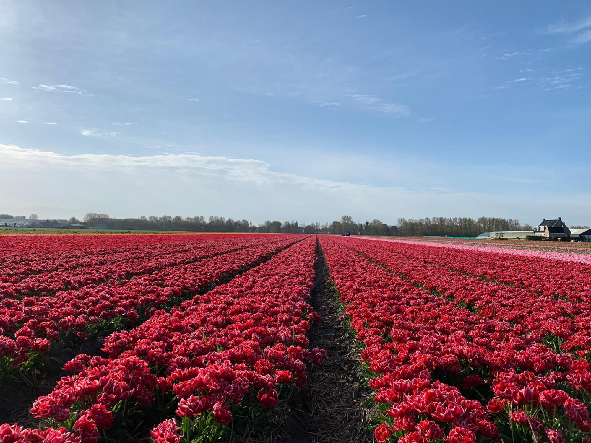 Het Oude Raadhuis Noordwijkerhout Eksteriør billede